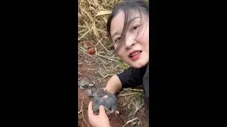 Rural life-The escape of the bamboo rats