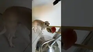 Niki bites the Kuchi Sushi🤣🤣