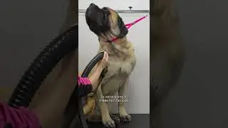 This giant English Mastiff deserves to be famous