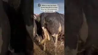 What if the Cows Stop Producing Milk? #milk #cow