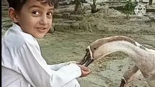 Long neck duck