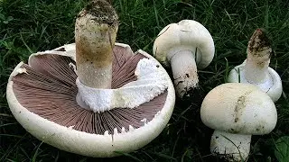 Mantar Yetiştirme Ortamı ve Yaşam Döngüsü