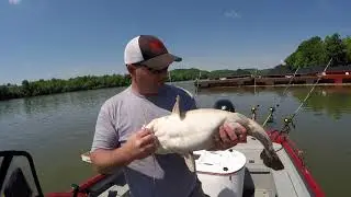 Kanawha River May Flathead Catfishing