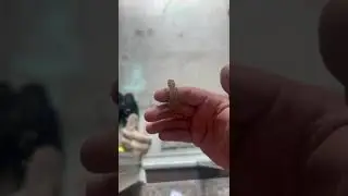 Post-Storm Guest: Gecko on Pause