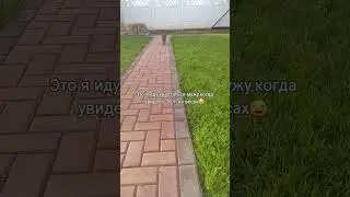Не люблю хвастаться😶А..ой👀 #котоканал #юмор #cat #прикольныекоты #funnycats #funnyshorts #funny