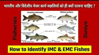 Indian major carp fish || How to identify Indian major carps and exotic major carps