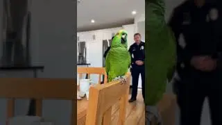 From Your Wife&rsquo;s Apartment 😳🦜 | Amazon Parrot Delivers the Most Savage Comeback Ever!