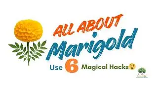 Marigold Flower | Marigold Plant Care | 6 Tips for Marigold Plant Care #garden #gardening