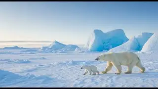 Mother and cub bears survive in the harsh Arctic.