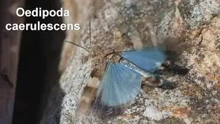 Oedipoda caerulescens -- Blaufl&uuml;gelige &Ouml;dlandschrecke -- Blue Band-winged Grasshopper