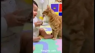 Try Not to Laugh &ndash; Funny Cat Videos 😹#funny