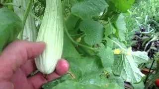 Growing Cucumbers: Introducing the  Armenian Cucumber