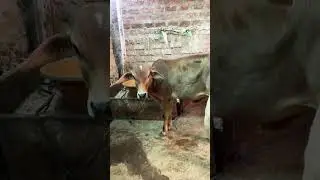 My mini farm full review sabke name #shorts #ytshorts #youtubeshorts #animals #cow #newyoutuber #vlo