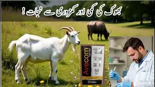 Awecom Injection | Multivitamin Drug for animals Uses & Dose | Awecom | Veterinary Updates