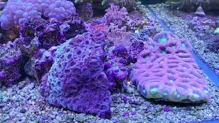 Corals In Display! Clam Garden! Psammocora Garden! 09/18/2022