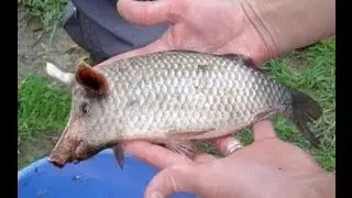 PIG FISH 2014