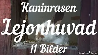 Kaninrasen Lejonhuvad - 11 Bilder
