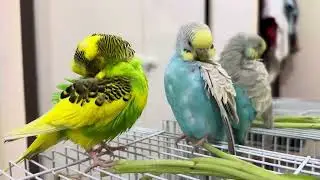 Budgies cute moments | Put your headset for Chirping sounds | Preening Moment and many more