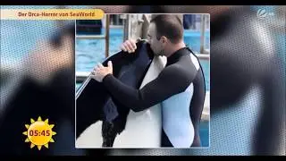 Schwere Vorw&uuml;rfe gegen SeaWorld Kasatka R.I.P &dagger; 15.08.2017