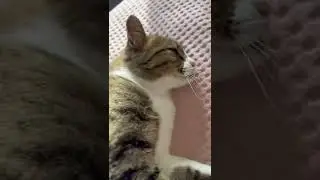 Kitty cat purring like a motorcycle 🐱 🏍️