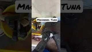 Mackerel Tuna With Baronthefishboy #seafood #fish #bluefintuna #yellowfintuna #cut #fishmarket #how