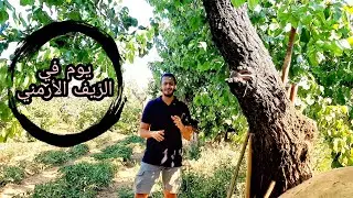 جولة كاملة في مزرعتنا في الريف الأرمني | أفضل المناظر الطبيعية | مريح للأعصاب | VLOG 13 Artashat