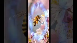 Beekeeping  | Kulgam | Kashmir #beecolony #honeybeesting #bee
