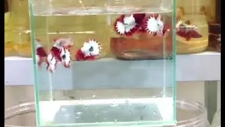 Fancy copper WS startail Red Head Line Vietnam Betta Fish