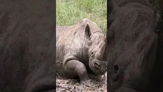 крупнейшие животные 7