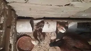Aseel chicks day 14 | Aseel Lovers 