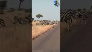 Zebra herd crossing the road #wildlife #animals #nature