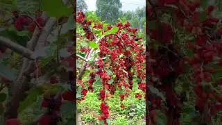 Heavy frouting Mulberry plant #cartoon