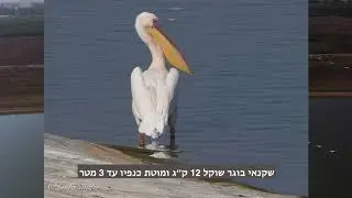 סיפור השקנאים החולפים מעל ארצנו