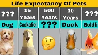 Average Life Expectancy Of Pet Animals