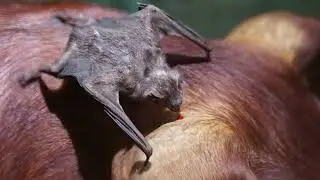 Murci&eacute;lagos Vampiros: La Sangrienta Verdadera Historia #datocurioso