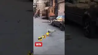 Dog Chasing the bike funny 😄