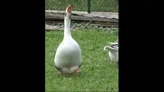 🪿 ANGRY GOOSE ATTACKS #shorts #strejdarukus