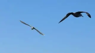 Iceland Gull // Suffolk County, NY // 2025.02.22