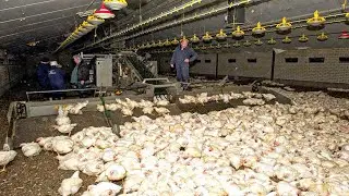 Million Dollar Chicken Farm With Modern Poultry Breeding Technology - Chicken Processing Factory!