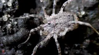 Another Havestman in the house - Odiellus spinosus - London UK