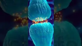 Neurons Signalling # Receptors # Pre Synaptic cleft & Post Synaptic cleft # Gap Junction # Synapse