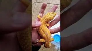 Tremper Lavender Leopard Gecko