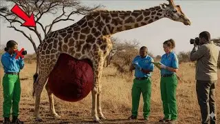 The Giraffe That Cried for Help: What Humans Did Next Stunned the Entire World