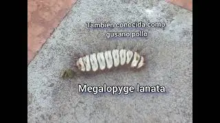 La oruga de Megalopyge lanata, mariposa nocturna (polilla)