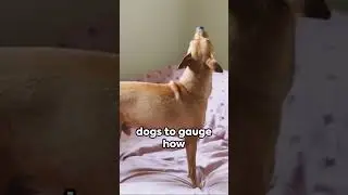 Can dogs tell time?