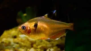 Serpae Tetra Care | Tank Set up | How to differentiate Male & Female Red Minor Tetra