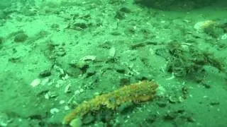 Sea Star Wasting Syndrome - Yaquina Bay