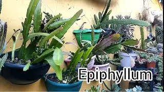cacto orquídea dicas replantes cuidados presentes e mais...
