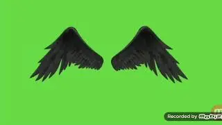 Green screen black wings copyright free. Free to use...a like would be appreciated