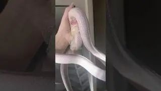 Rare White Snake Shedding Skin &ndash; A Stunning Close-Up by Breeder 💥